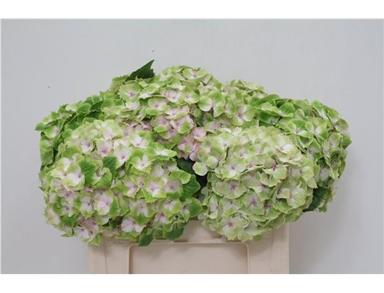 Hortenzija M Mag Noblesse c2139