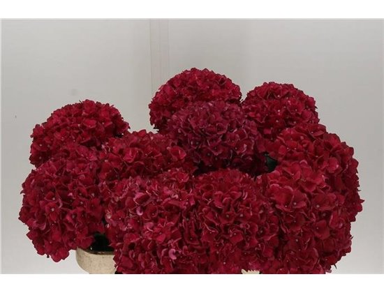 Hortenzija M Mag Rubyred c2140
