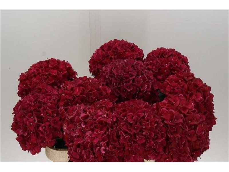 Hortenzija M Mag Rubyred c2140