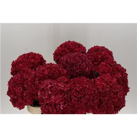 Hortenzija M Mag Rubyred c2140