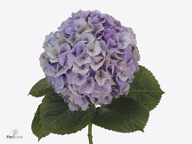 Hortenzija M My Be Rivi Classic c2143