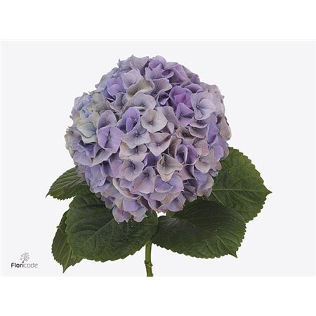 Hortenzija M My Be Rivi Classic c2143