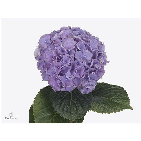 Hortenzija M My Beau Minerva c2145
