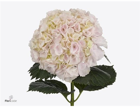 Hortenzija M My Beau Pinktouch c2146