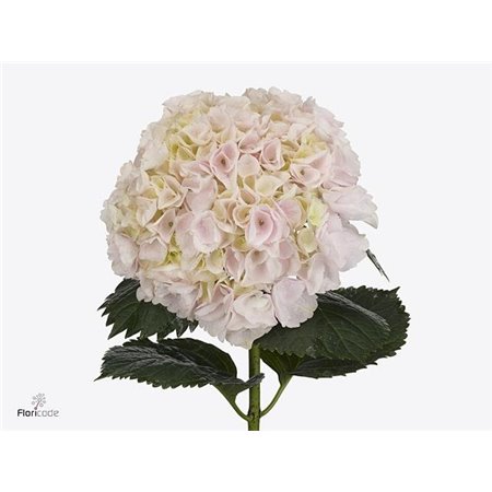 Hortenzija M My Beau Pinktouch c2146