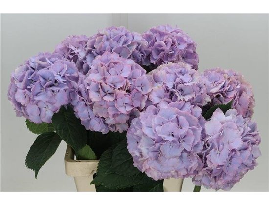 Hortenzija M My Beau Pinktouch c2148