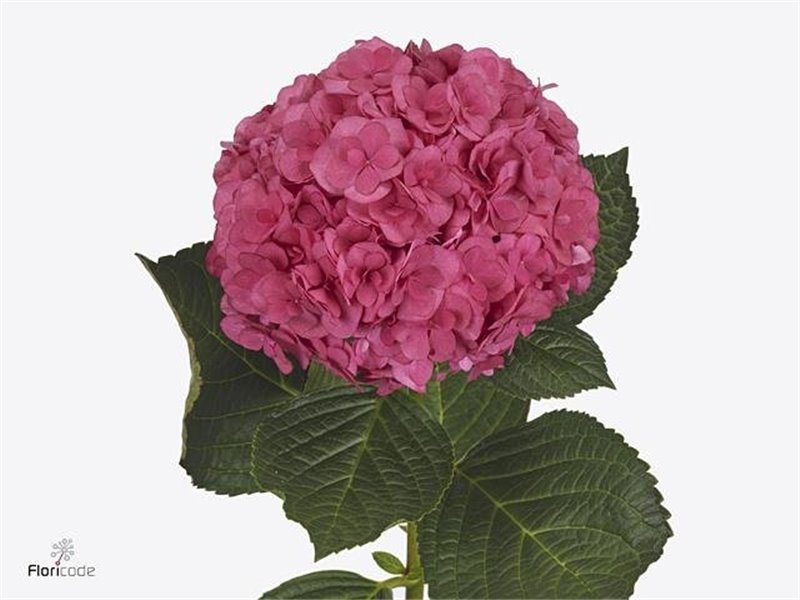 Hortenzija M Royal Anastasia Pink c2153