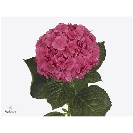 Hortenzija M Royal Anastasia Pink c2153