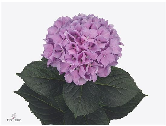 Hortenzija M Royal Benefit c2155