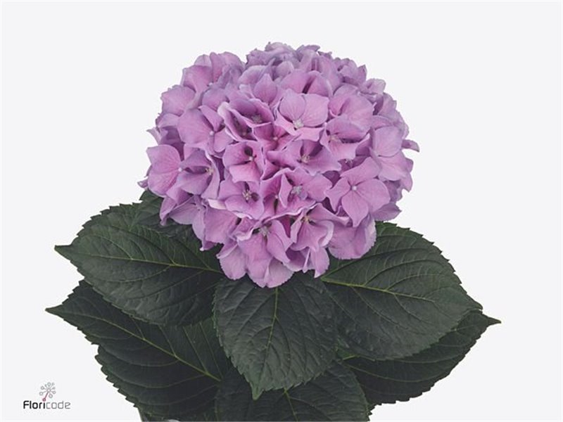 Hortenzija M Royal Benefit c2155