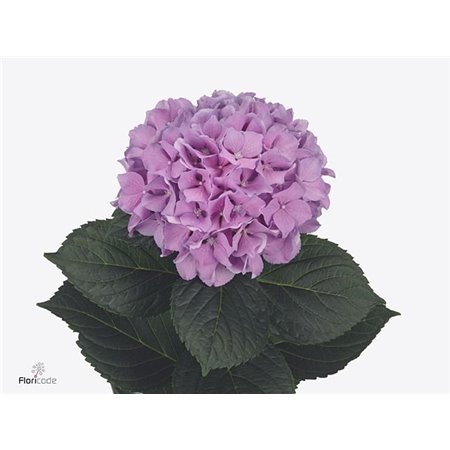 Hortenzija M Royal Benefit c2156
