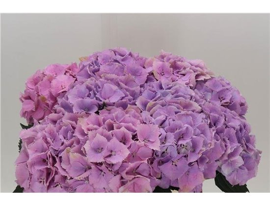 Hortenzija M Royal Benefit Pink c2158