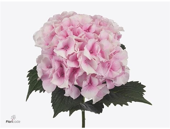 Hortenzija M Royal Grandeur c2160