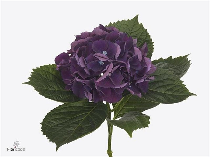 Hortenzija M Royal King c2161