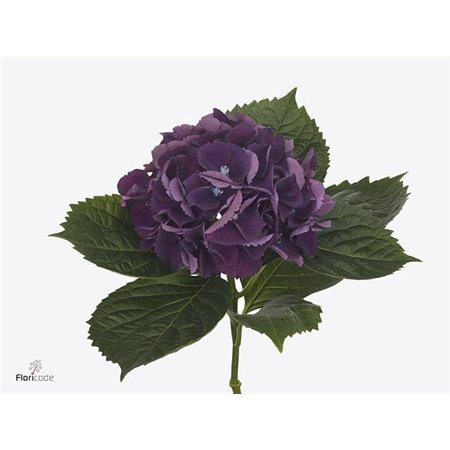 Hortenzija M Royal King c2161