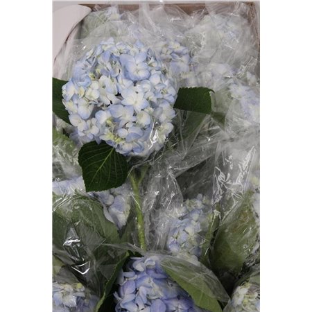 Hortenzija Various Blue Select Box c2169