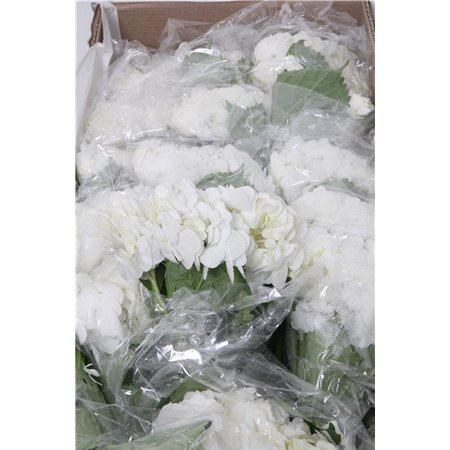 Hortenzija Various White Premium Box c2171