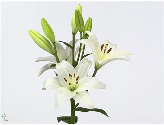 Lilija Longi x Aziatic Aqua Bach c2272