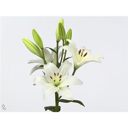 Lilija Longi x Aziatic Aqua Bach c2272