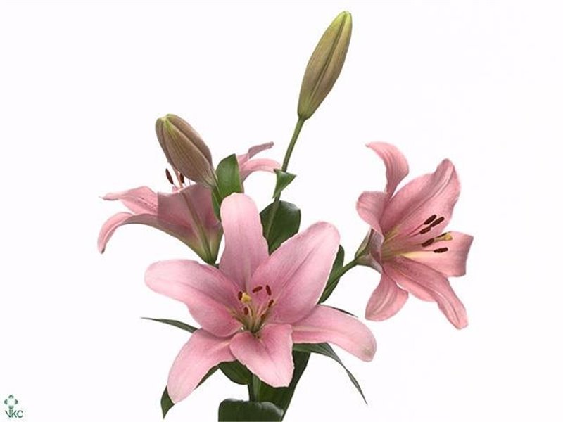 Lilija Longi x Aziatic Aqua Brindisi c2273