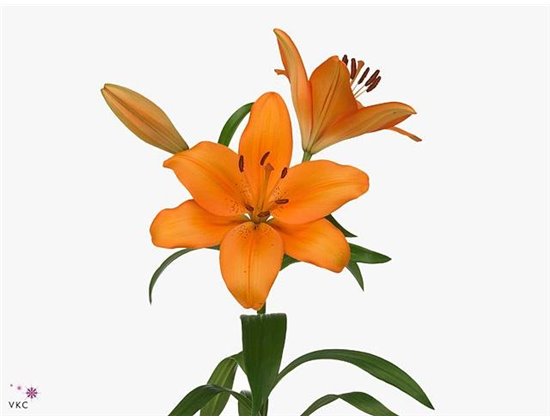 Lilija Longi x Aziatic Aqua Caesars Palace c2274