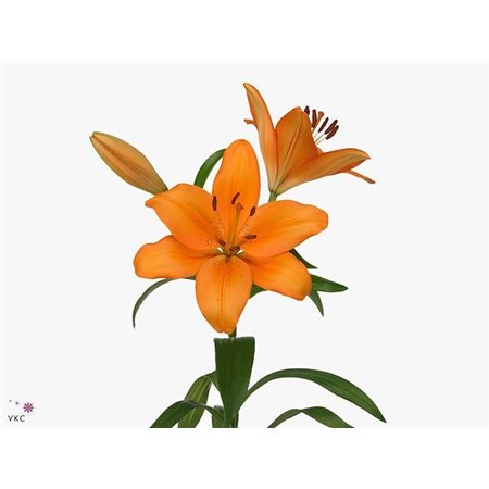 Lilija Longi x Aziatic Aqua Caesars Palace c2274