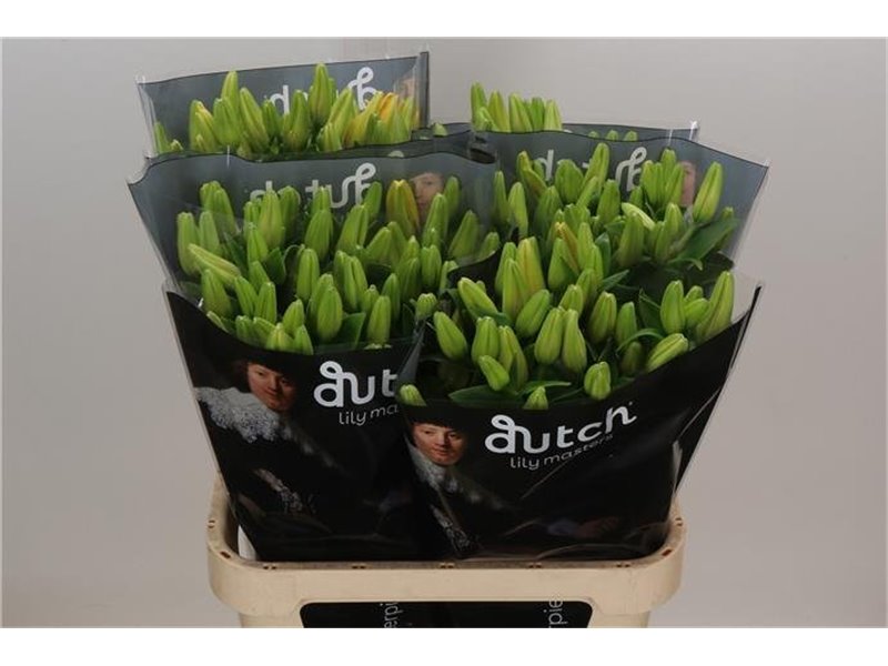 Lilija Longi x Aziatic Aqua Double Nugget c2276