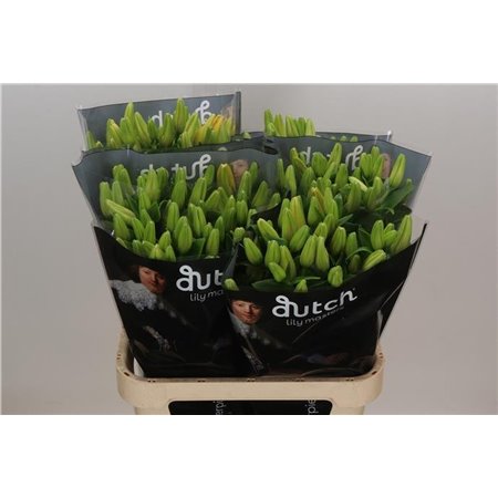Lilija Longi x Aziatic Aqua Double Nugget c2276