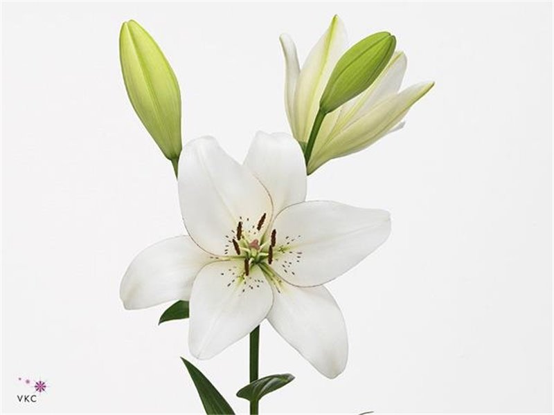 Lilija Longi x Aziatic Aqua Ducati c2278