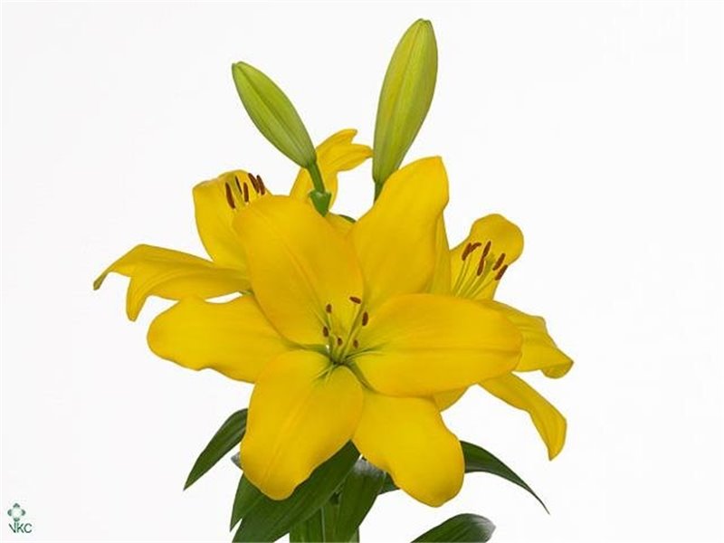 Lilija Longi x Aziatic Aqua Nashville 3 Flower c2281