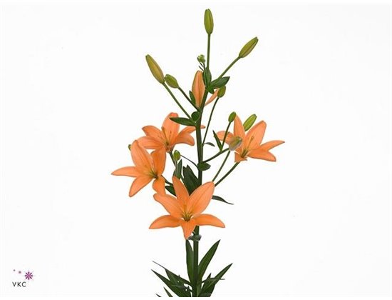 Lilija Longi x Aziatic Aqua Orange Cocotte c2283