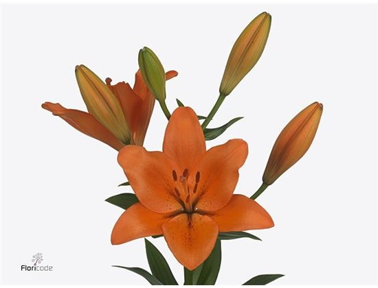 Lilija Longi x Aziatic Aqua Sunderland 3 Flower c2286