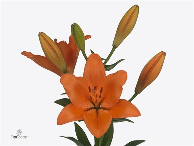 Lilija Longi x Aziatic Aqua Sunderland 3 Flower c2286