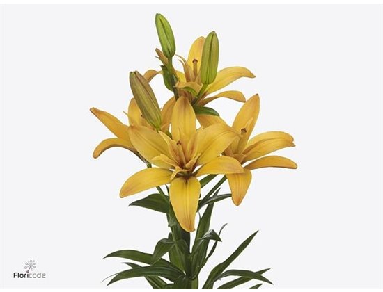 Lilija Longi x Aziatic Aqua Twinlife Gold c2287