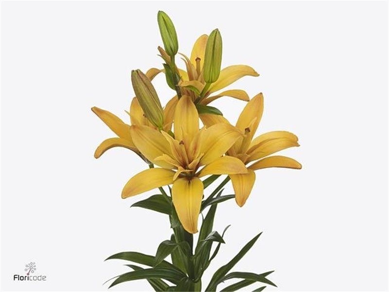 Lilija Longi x Aziatic Aqua Twinlife Gold c2287