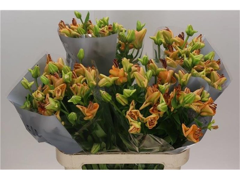 Lilija Longi x Aziatic Aqua Various Orange Fudge c2289
