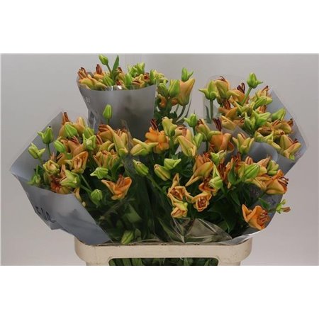 Lilija Longi x Aziatic Aqua Various Orange Fudge c2289