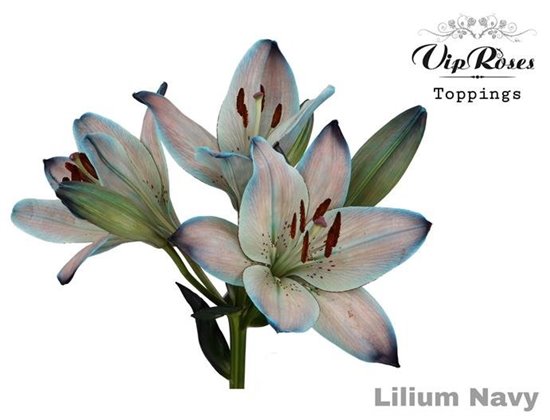 Lilija Longi x Aziatic Navy c2291