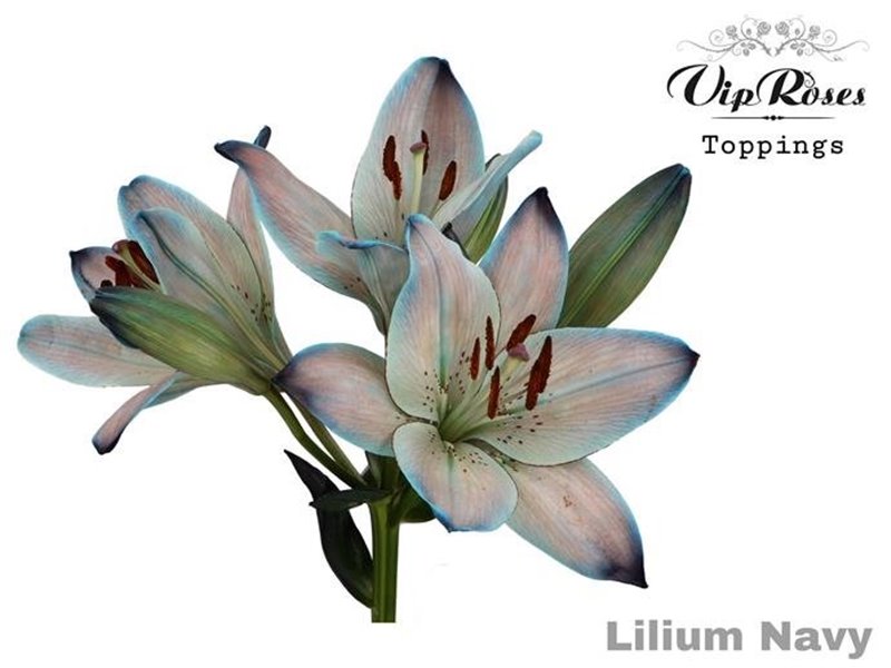Lilija Longi x Aziatic Navy c2291