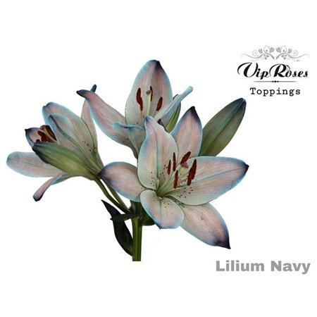 Lilija Longi x Aziatic Navy c2291