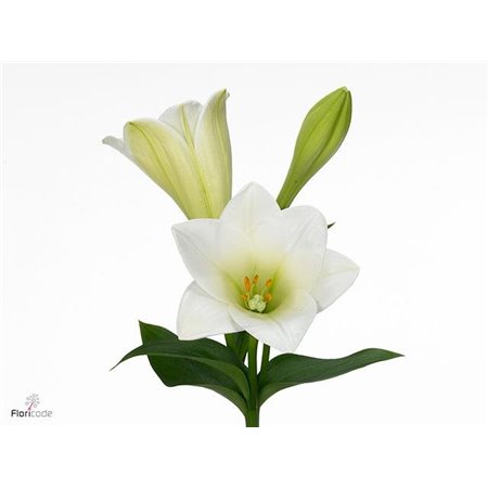 Lilija Longiflorum Aqua Watch Up 1 Flower c2292