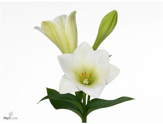 Lilija Longiflorum Aqua Watch Up 3 Flower c2294