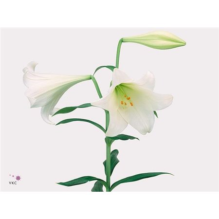 Lilija Longiflorum Aqua White Heaven 1 Flower c2295