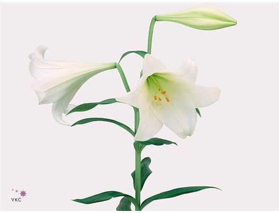 Lilija Longiflorum Aqua White Heaven 3 Flower c2296