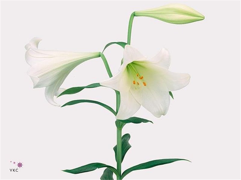 Lilija Longiflorum Aqua White Heaven 3 Flower c2296