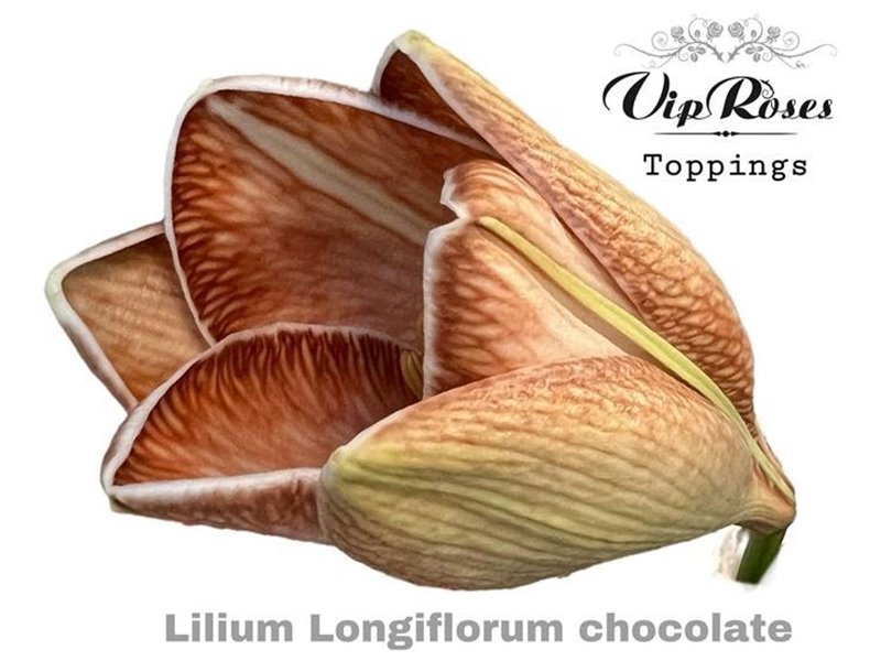 Lilija Longiflorum Aqua White Heaven 3 Flower c2297