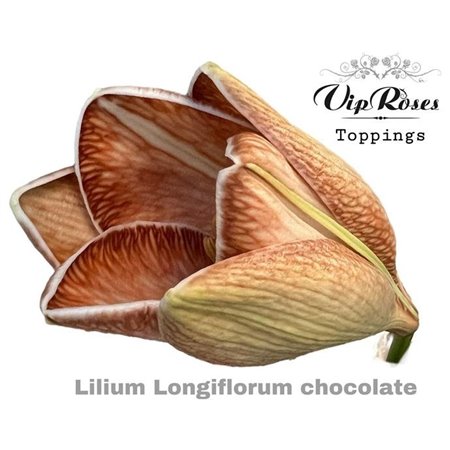 Lilija Longiflorum Chocolate c2298