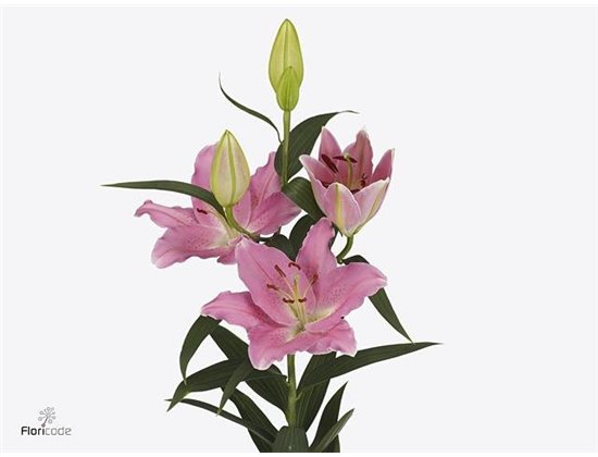 Lilija Oriental Aqua Binasco c2299