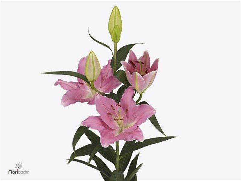 Lilija Oriental Aqua Binasco c2299