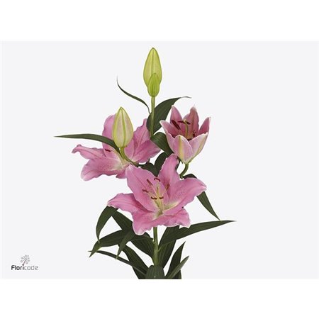 Lilija Oriental Aqua Binasco c2299